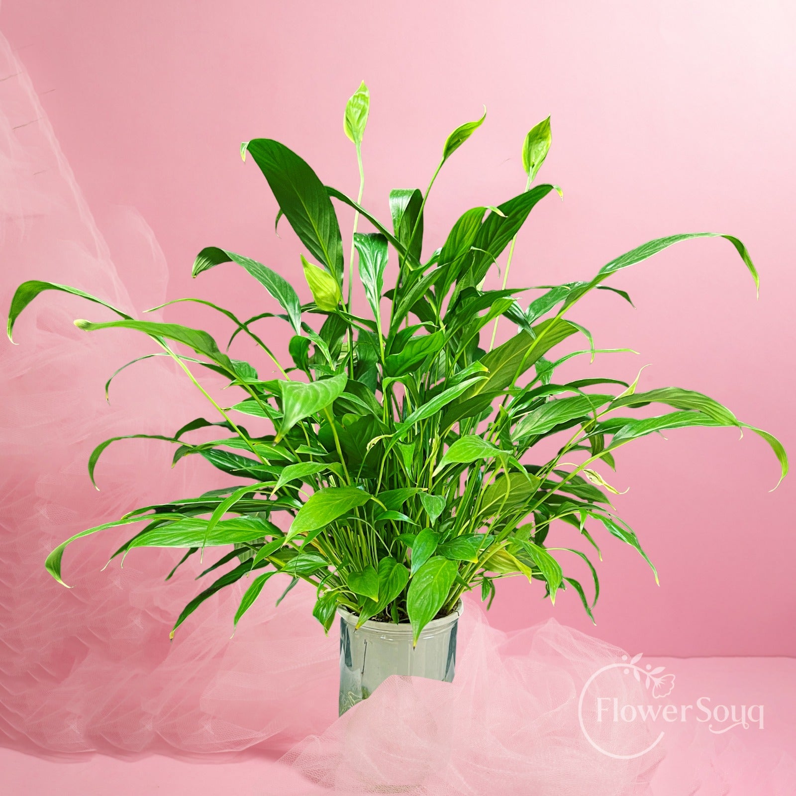 peace lily small plant Peace Lily Plant – Spathiphyllum Indoor Plant