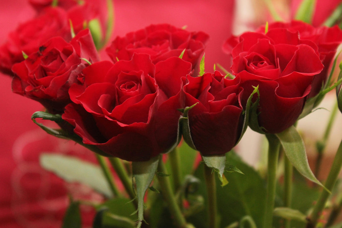 What are the Best Roses for Gifting?