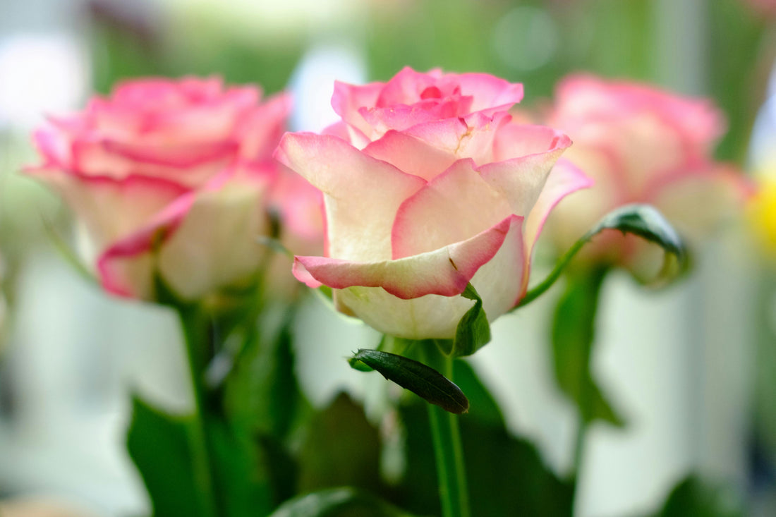 Romantic Flower Arrangement Ideas for Gifting