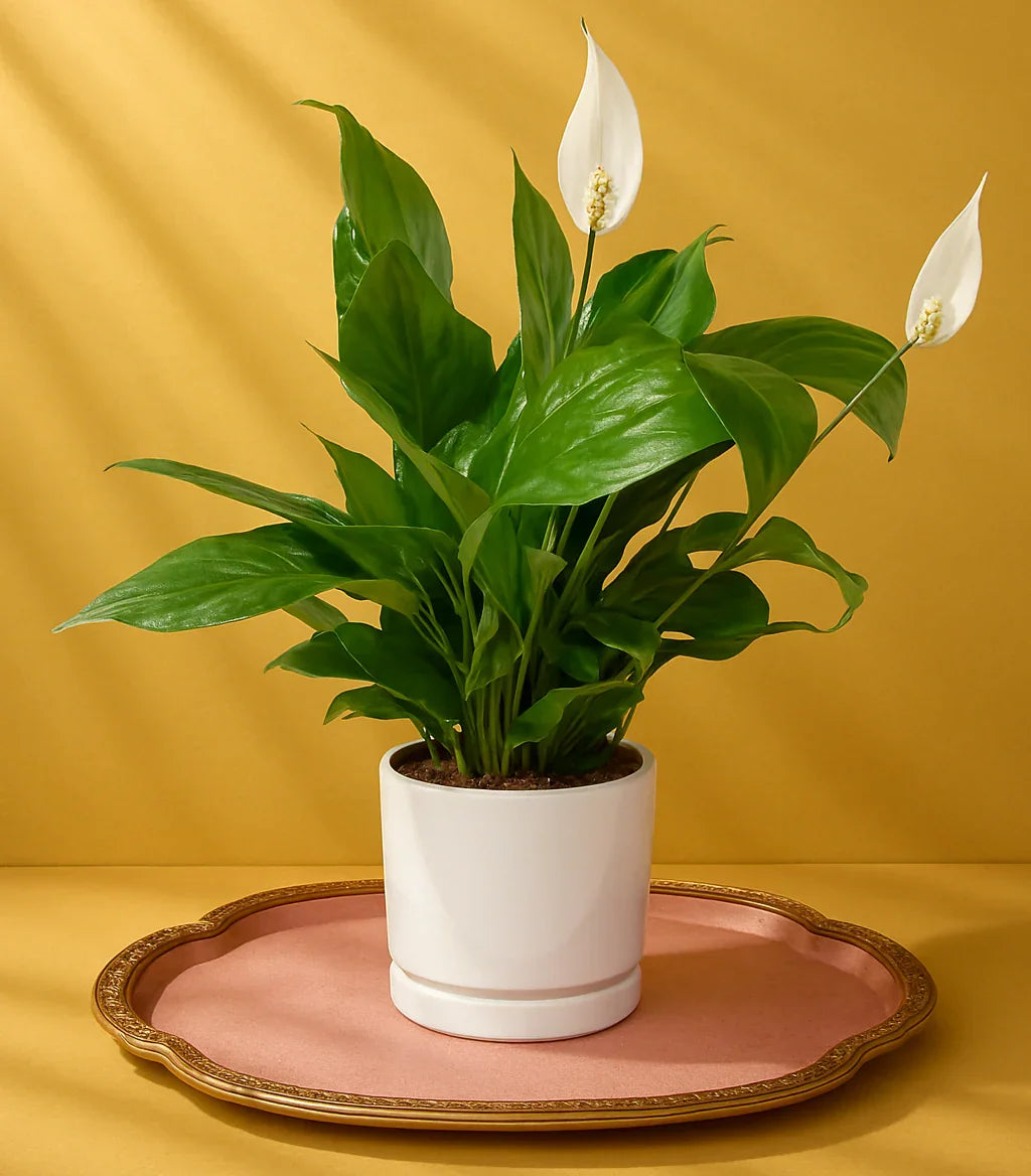 Serene Peace Lily - FlowerSouq