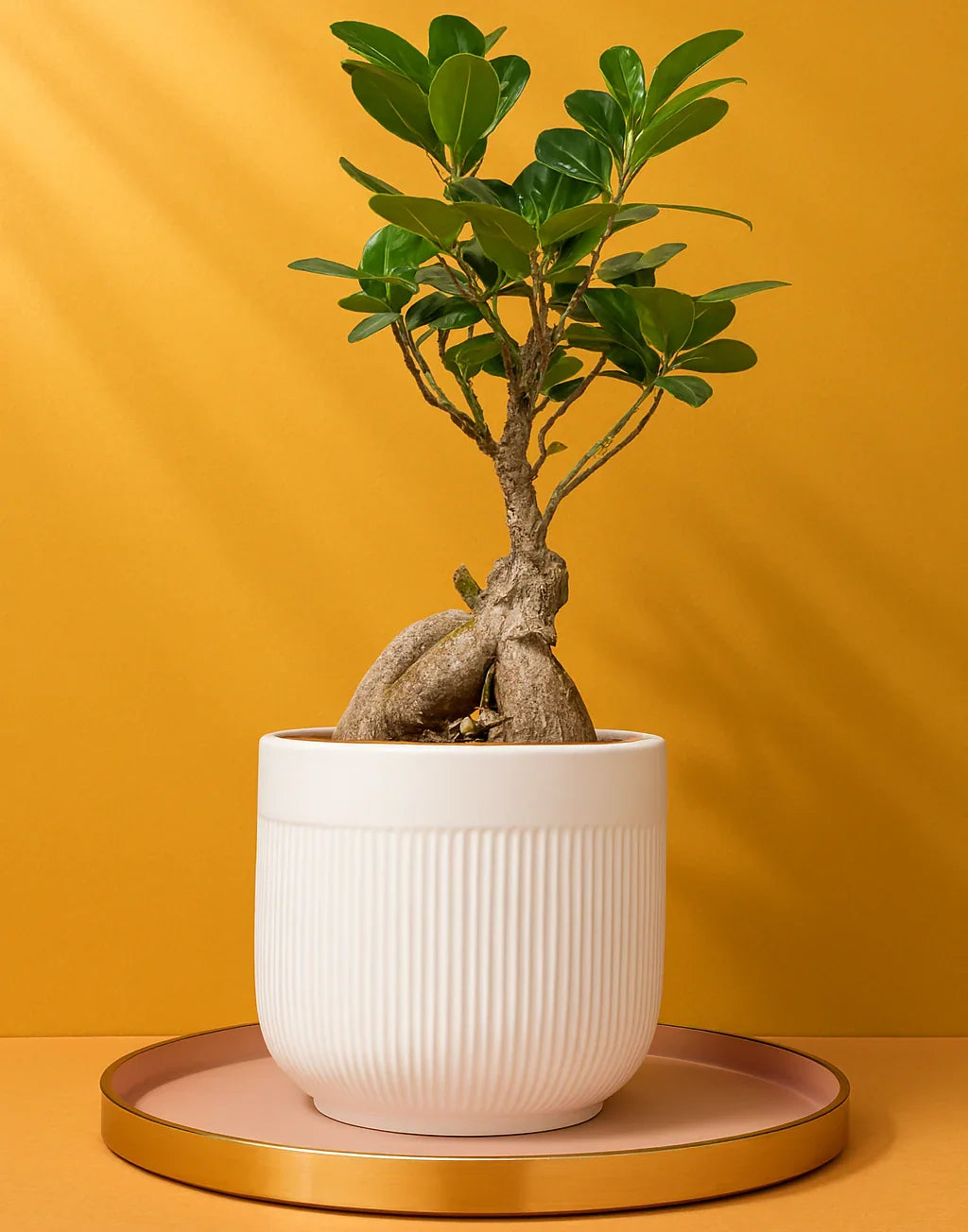 Zen Harmony Bonsai - FlowerSouq