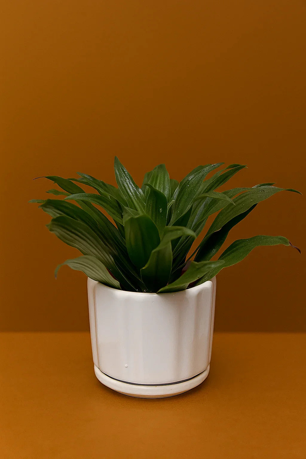 Emerald Compacta Plant - FlowerSouq