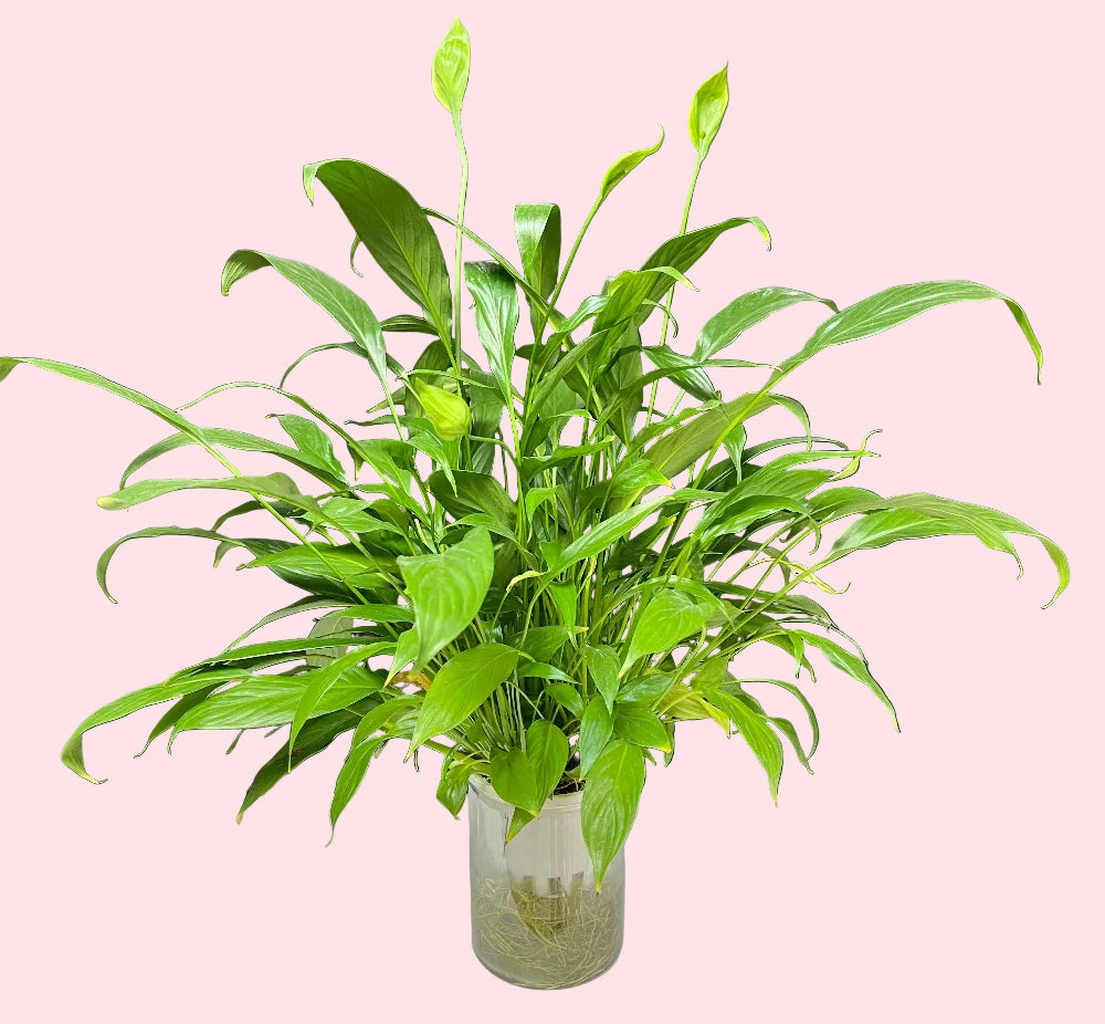 Peace Lily Plant (Spathiphyllum) – Indoor Air-Purifying Plant - FlowerSouq