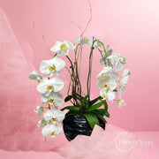White Phalaenopsis Orchid Plant - FlowerSouq