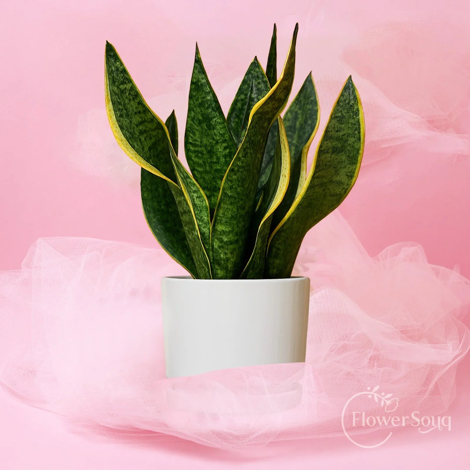 Emerald Guard Plant - FlowerSouq