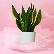 Emerald Guard Plant - FlowerSouq