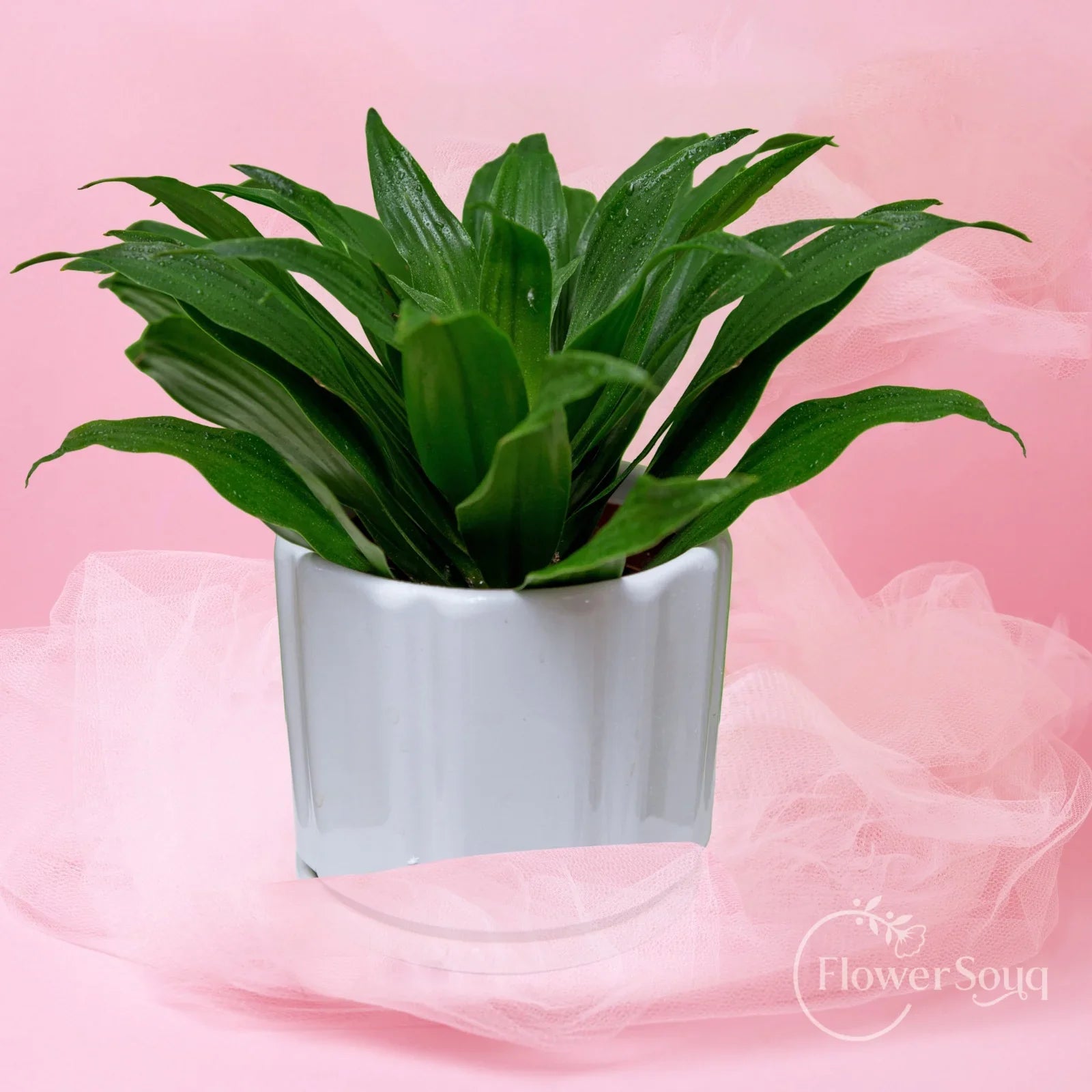 Emerald Compacta Plant - FlowerSouq