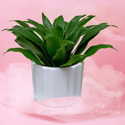 Emerald Compacta Plant - FlowerSouq