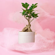 Zen Harmony Bonsai - FlowerSouq