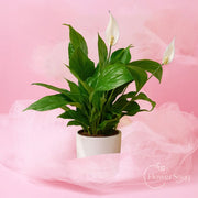 Serene Peace Lily - FlowerSouq